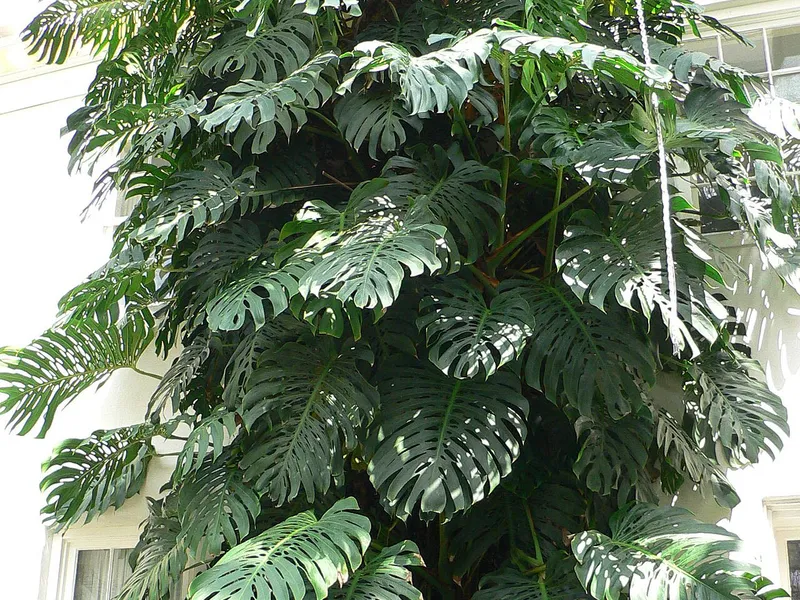 Monstera