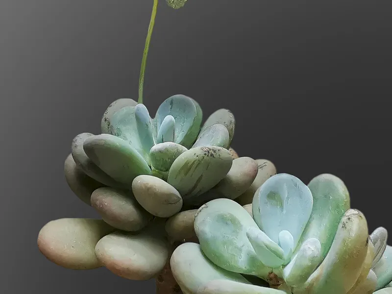 Moonstones