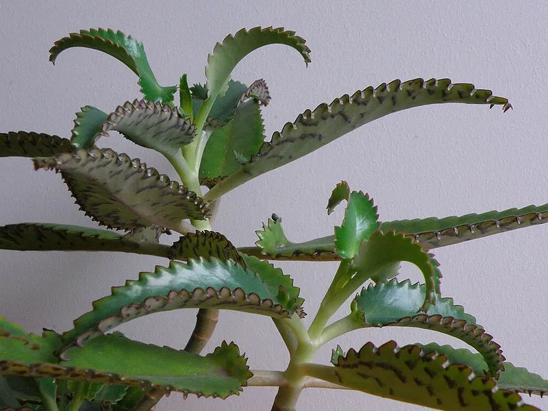 Mother of Thousands