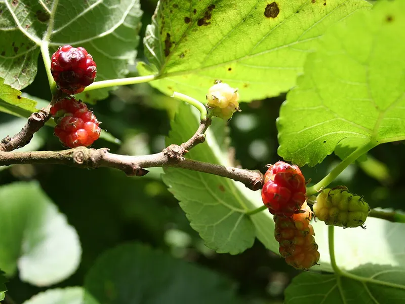 Mulberry