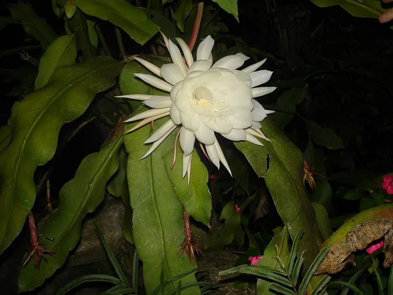 Night-Blooming Cereus