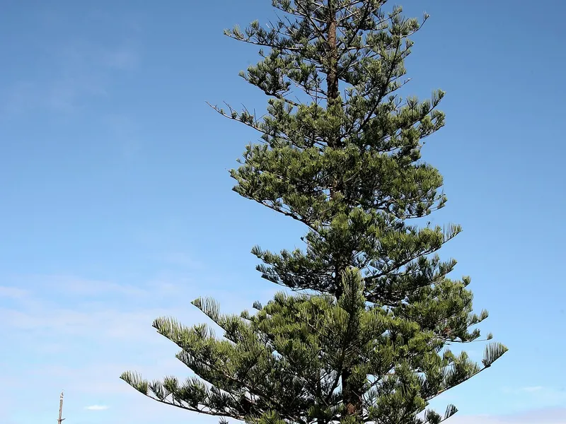 Norfolk Island Pine