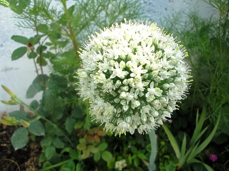 Onion