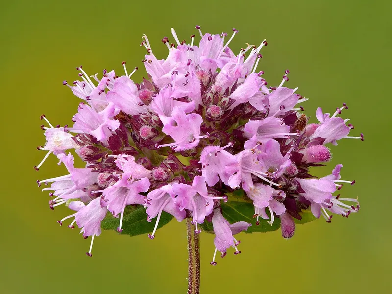 Oregano