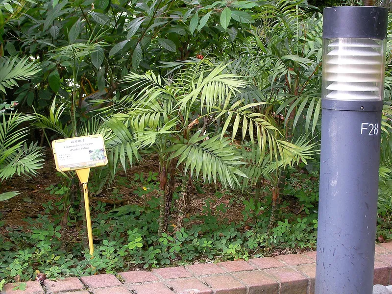 Parlor Palm