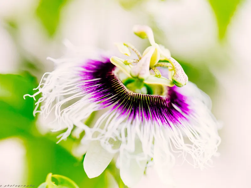 Passion Fruit