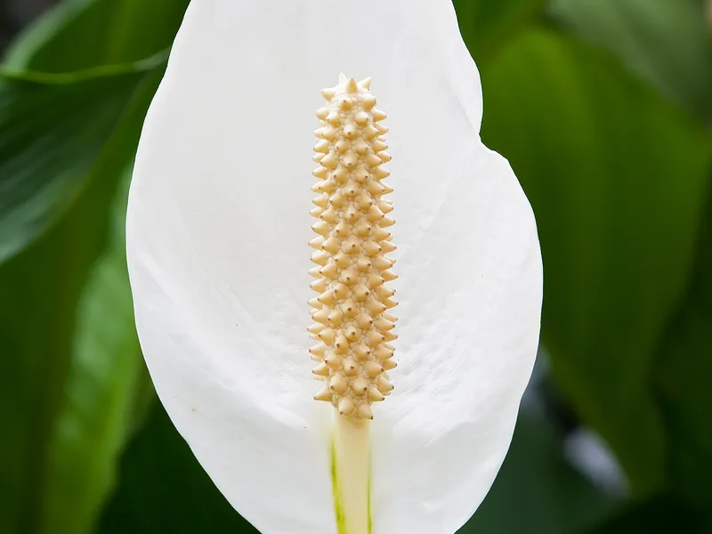 Peace Lily
