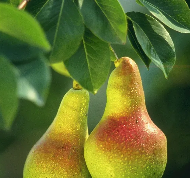 Pear
