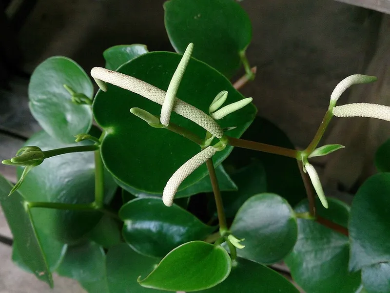 Peperomia
