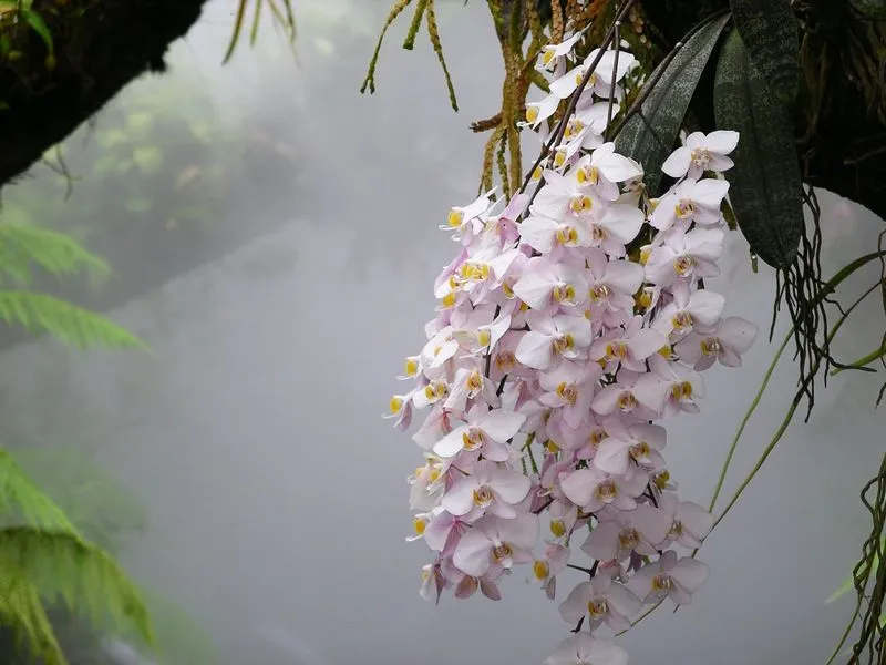 Phalaenopsis Orchid