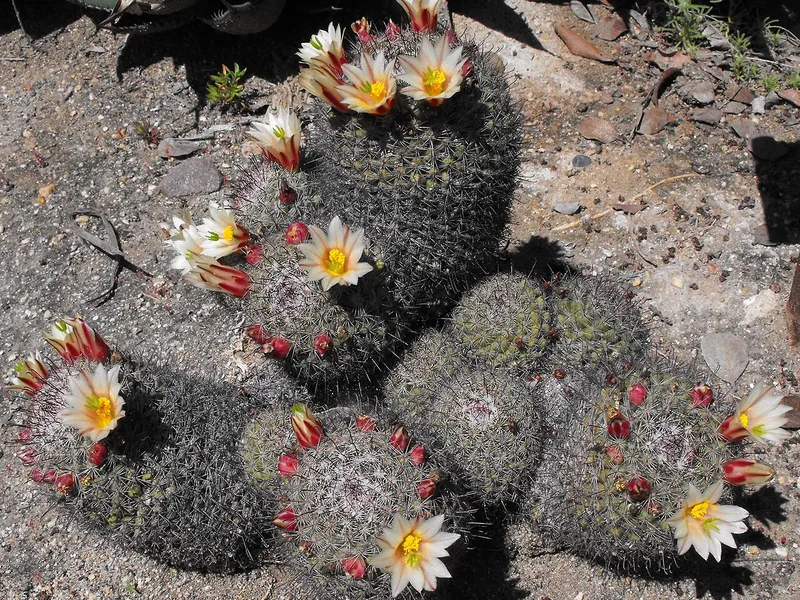Pincushion Cactus