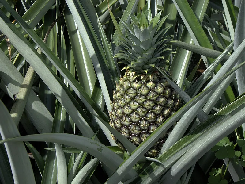 Pineapple