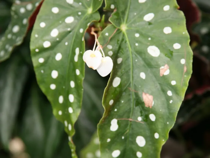 Polka Dot Begonia