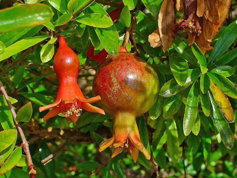 Pomegranate
