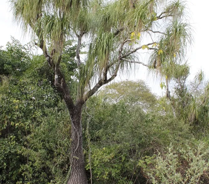 Ponytail Palm