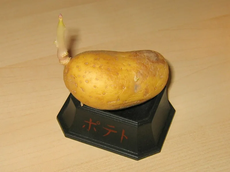 Potato