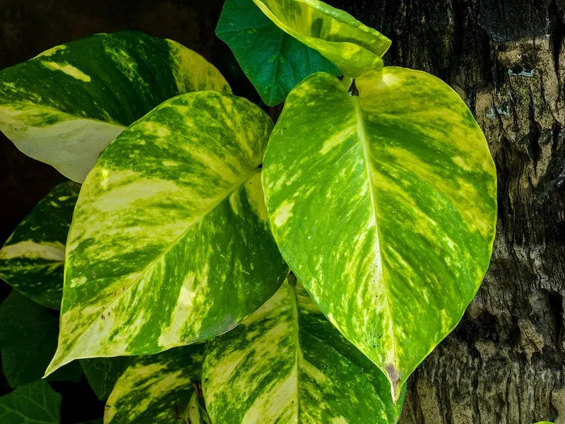 Pothos