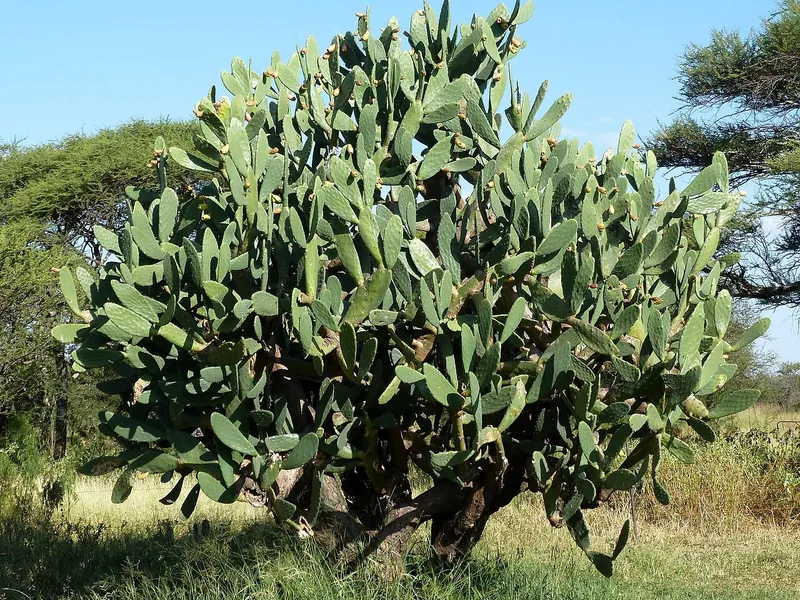 Prickly Pear