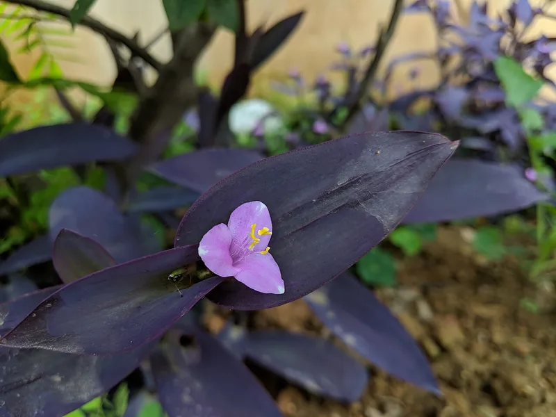Purple Heart