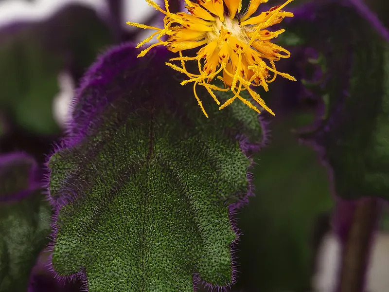 Purple Passion Plant