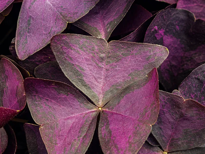 Purple Shamrock