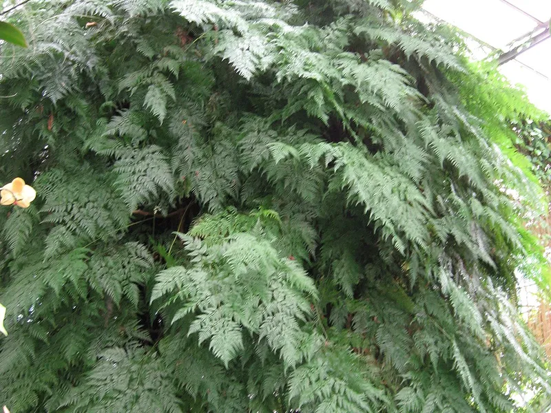 Rabbit's Foot Fern