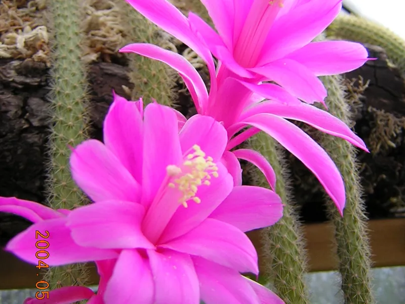 Rat Tail Cactus