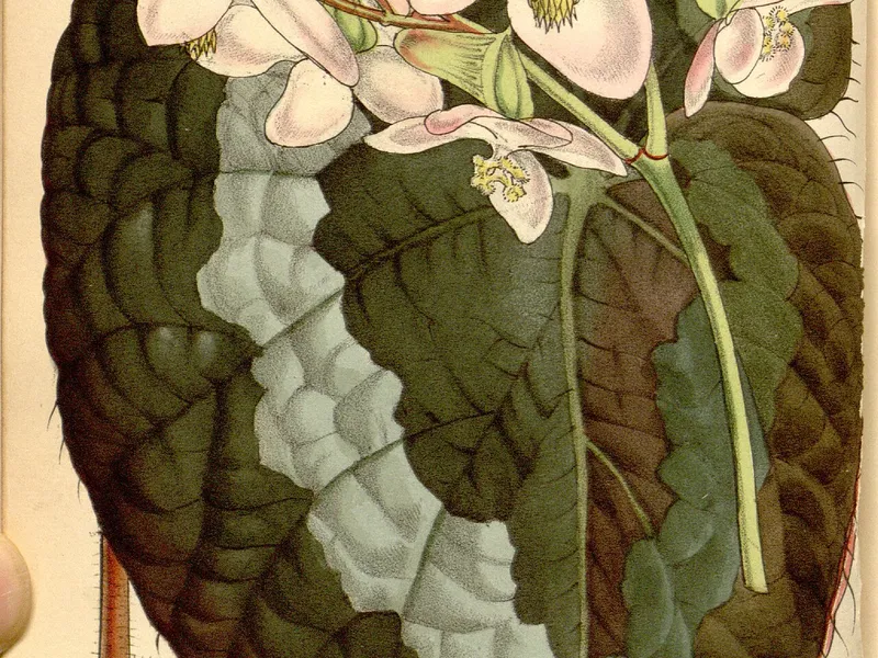 Rex Begonia