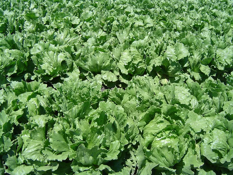 Romaine Lettuce