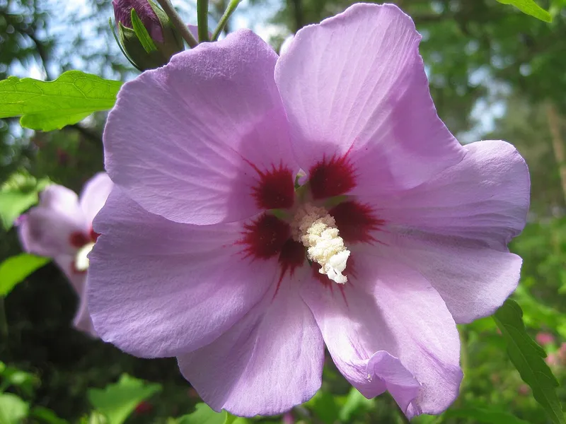 Rose of Sharon