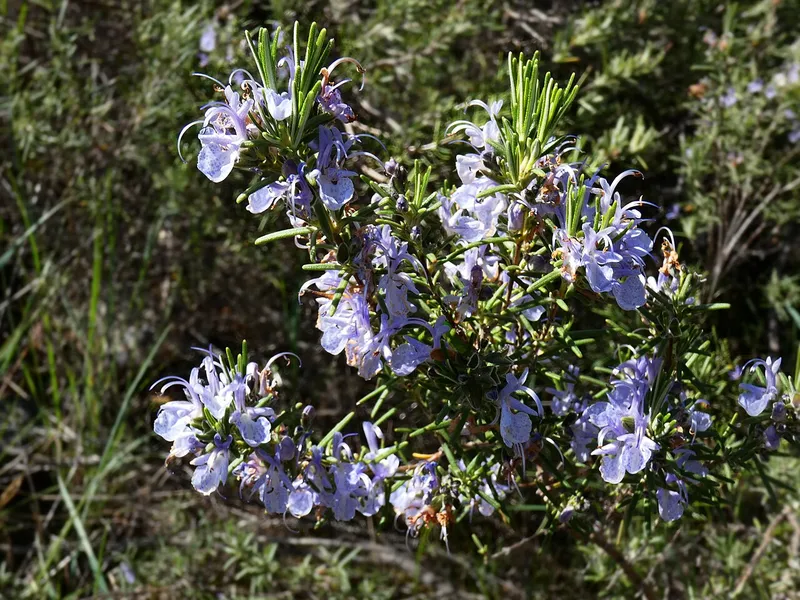 Rosemary