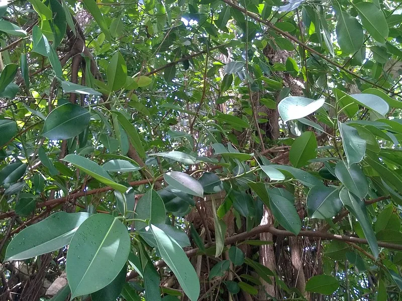 Rubber Plant