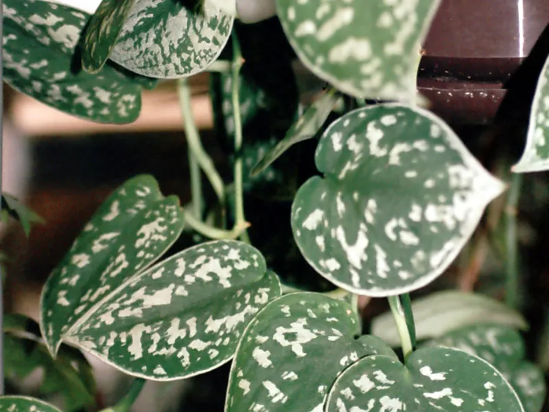 Satin Pothos