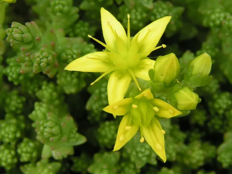 Sedum