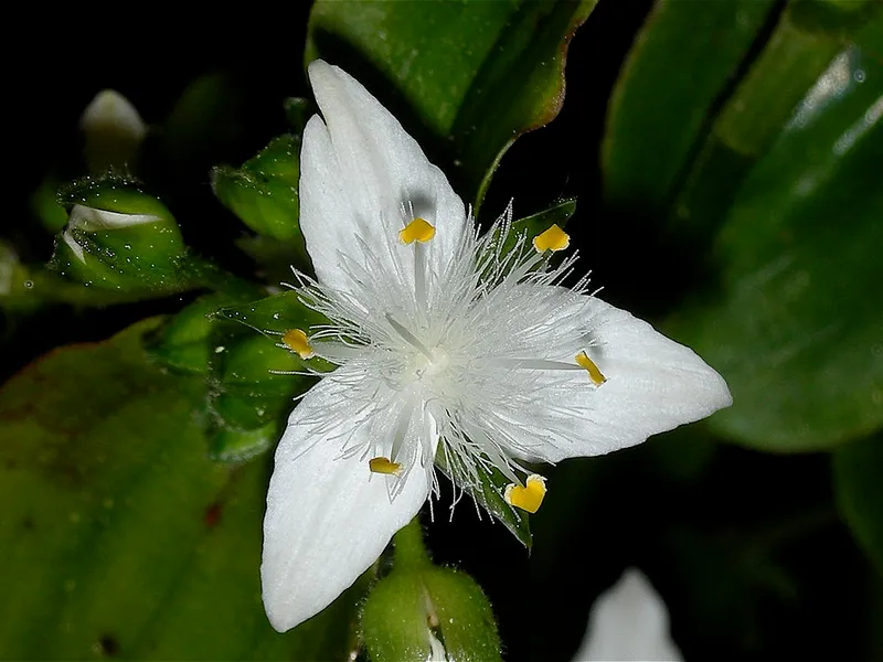 Small-Leaf Spiderwort
