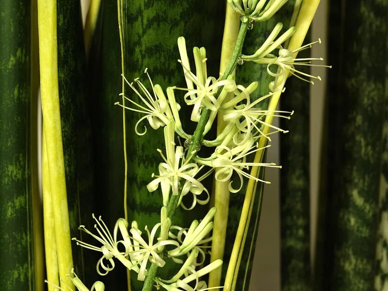 Snake Plant