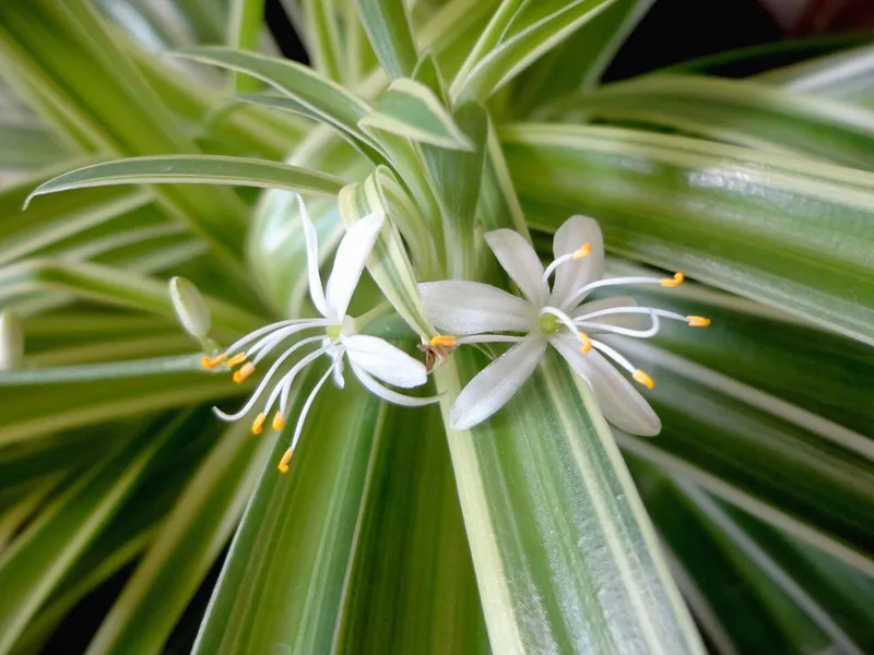 Spider Plant