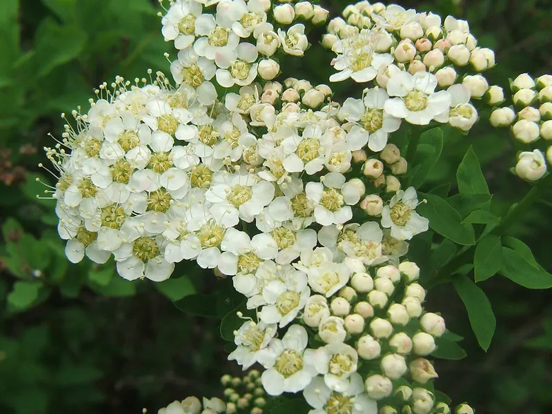 Spirea