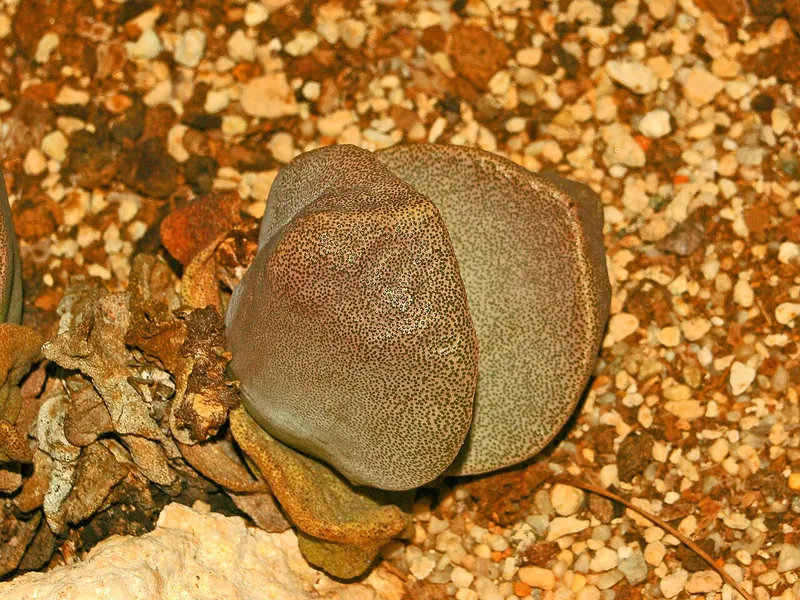 Split Rock