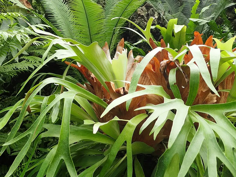Staghorn Fern