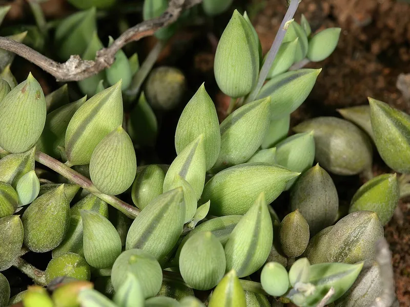 String of Bananas
