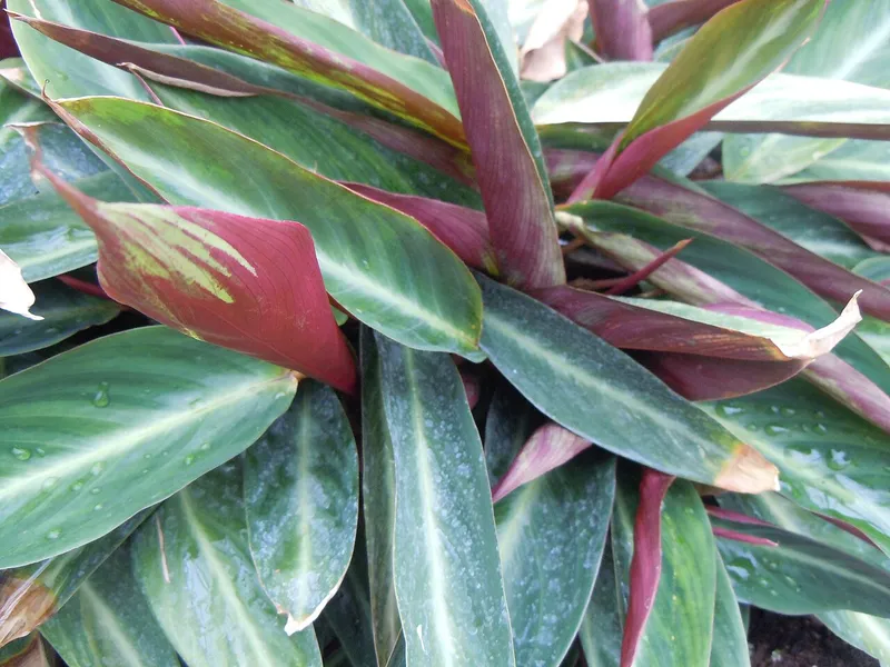 Stromanthe