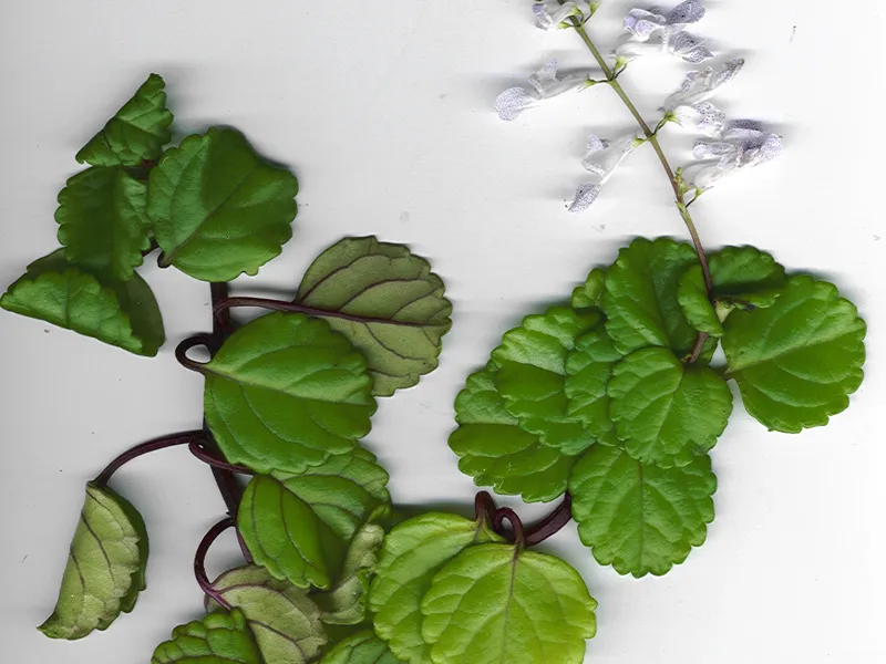 Swedish Ivy