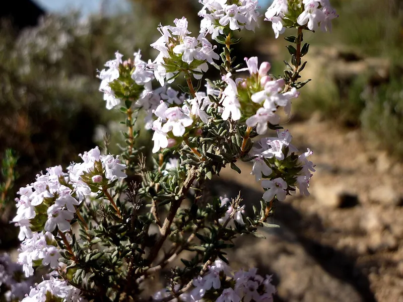 Thyme