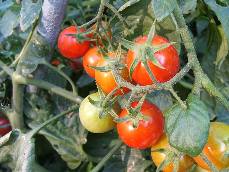Tomato