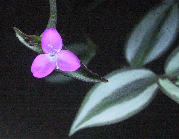 Tradescantia