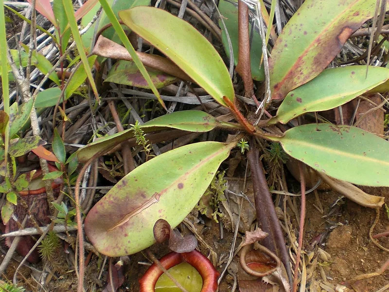 Tropical Pitcher Plant