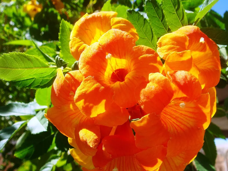 Trumpet Vine