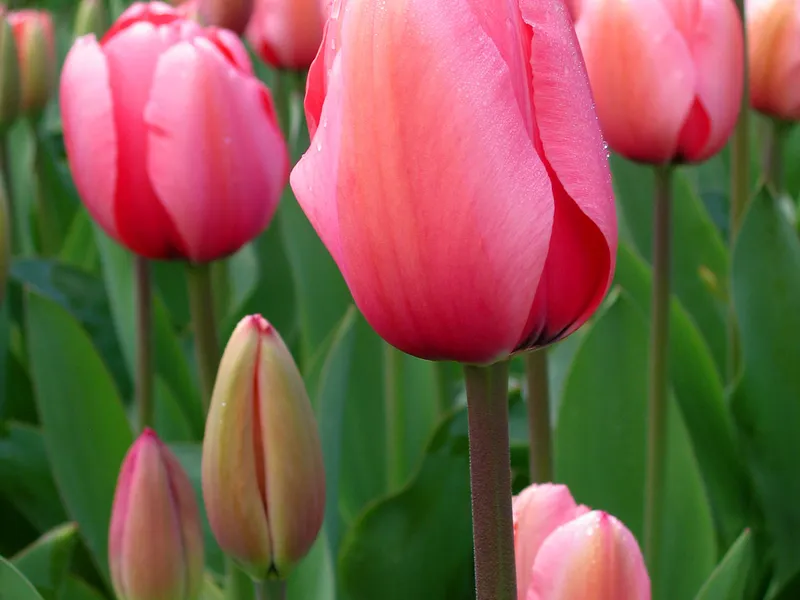 Tulip