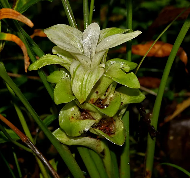 Turmeric